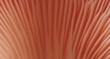 Alt attribute not provided for this image